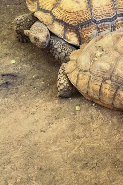 Kaplumbağalar kaç hayvanat bahçesi içinde — Stok fotoğraf