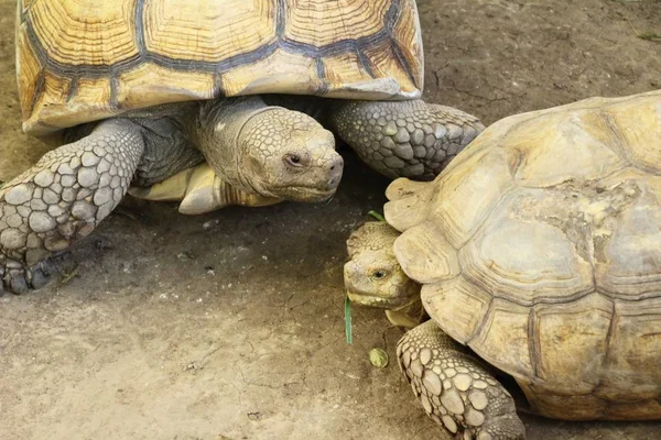 Kaplumbağalar kaç hayvanat bahçesi içinde