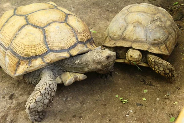 Sköldpaddorna par i djurparken — Stockfoto