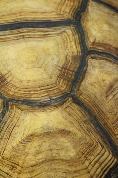 Kaplumbağalar arka plan ve doku — Stok fotoğraf