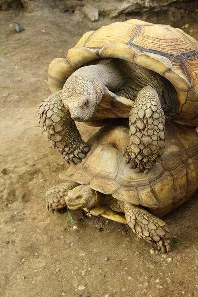Sköldpaddorna par i djurparken — Stockfoto
