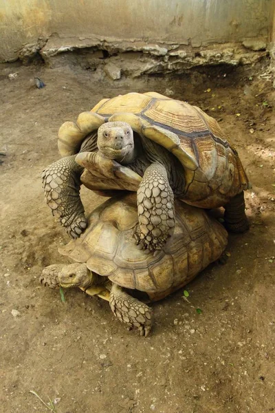 Kaplumbağalar kaç hayvanat bahçesi içinde