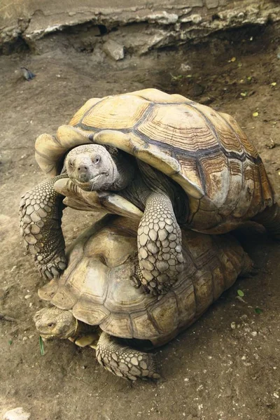 Turtles couple in the zoo — Stock Photo, Image