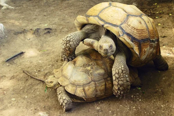 Para żółwi w zoo — Zdjęcie stockowe