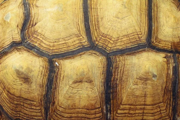 Kaplumbağalar arka plan ve doku