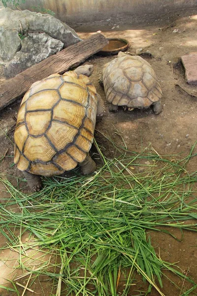 Kaplumbağalar kaç hayvanat bahçesi içinde