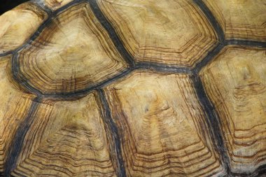 Kaplumbağalar arka plan ve doku