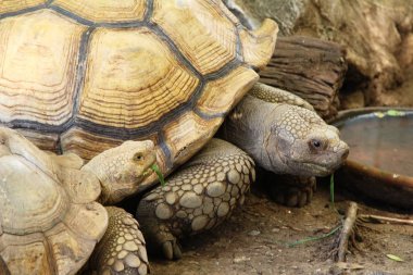 Kaplumbağalar kaç hayvanat bahçesi içinde