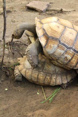 Kaplumbağalar kaç hayvanat bahçesi içinde