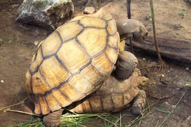 Kaplumbağalar kaç hayvanat bahçesi içinde