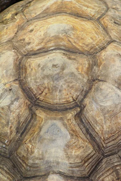 Kaplumbağalar arka plan ve doku — Stok fotoğraf