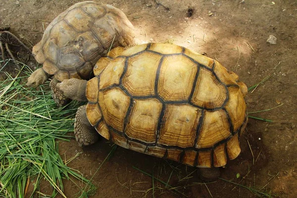 Turtles couple in the zoo — Stock Photo, Image