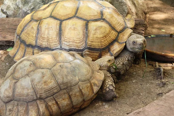 Turtles couple in the zoo — Stock Photo, Image