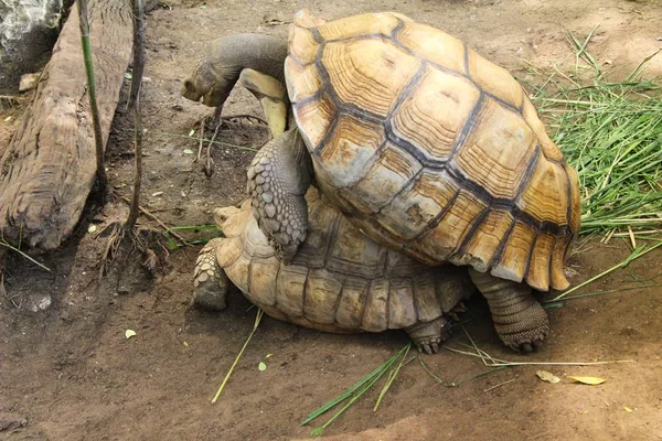Pareja de tortugas en el zoológico — Foto de Stock