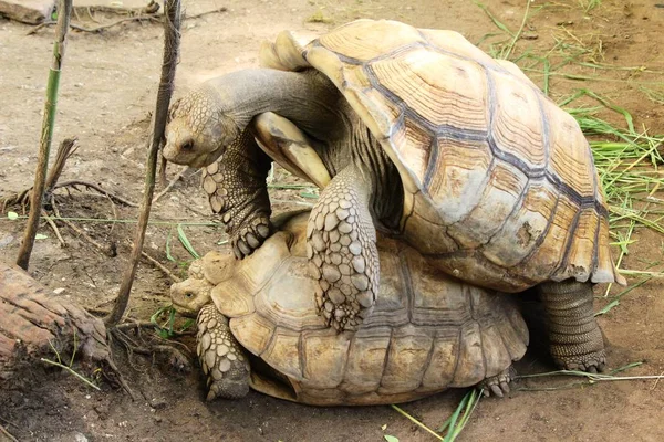 Casal de tartarugas no zoológico — Fotografia de Stock