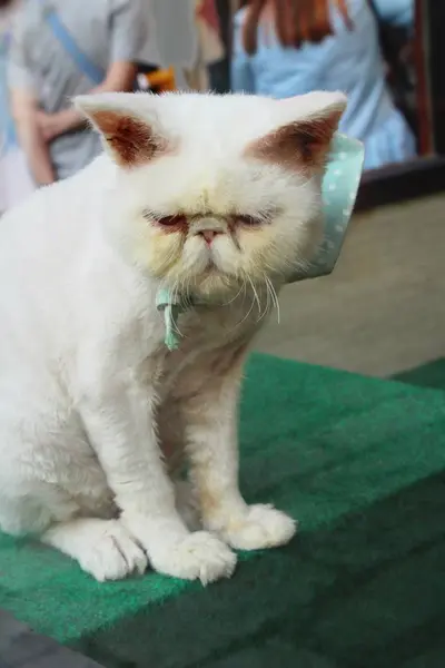 El gato es encantador están mirando — Foto de Stock