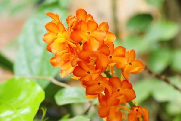 Flor de orquídea em belo na natureza — Fotografia de Stock