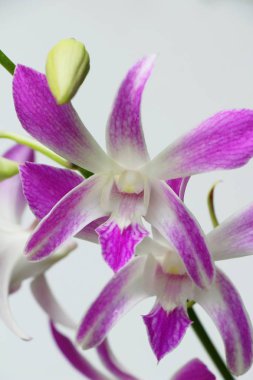 Orkide çiçek güzel doğa