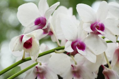 Orkide çiçek güzel doğa