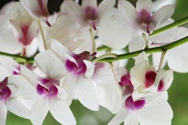 Orkide çiçek güzel doğa