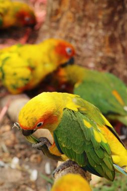 Macore kuş papağan hayvanat bahçesinde güzel
