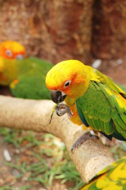 Macore kuş papağan hayvanat bahçesinde güzel