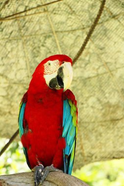 Macore kuş papağan hayvanat bahçesinde güzel