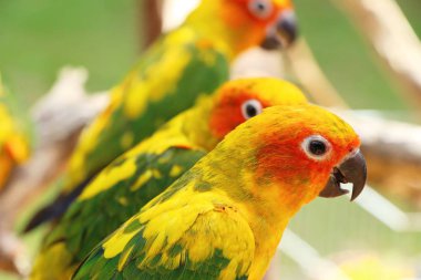 Macore kuş papağan hayvanat bahçesinde güzel