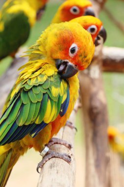Macore kuş papağan hayvanat bahçesinde güzel