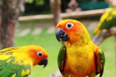 Macore kuş papağan hayvanat bahçesinde güzel