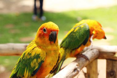 Macore kuş papağan hayvanat bahçesinde güzel