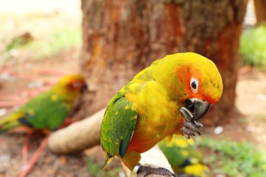 Macore kuş papağan hayvanat bahçesinde güzel
