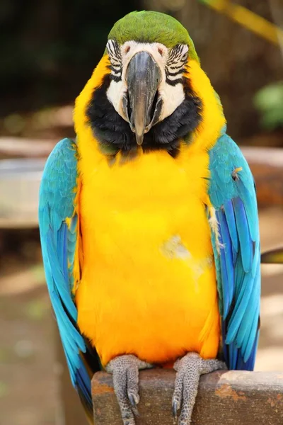 Macore 鸟鹦鹉美丽在动物园里 — 图库照片
