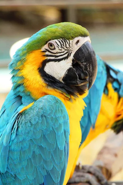 Papagaio pássaro Macore bonito no zoológico — Fotografia de Stock