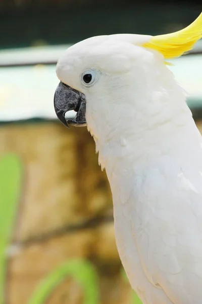 Papuga ptak Macore piękne w zoo — Zdjęcie stockowe