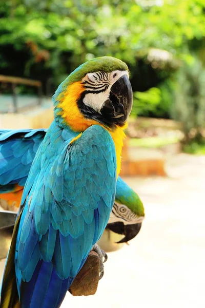 動物園で美しい Macore 鳥オウム — ストック写真