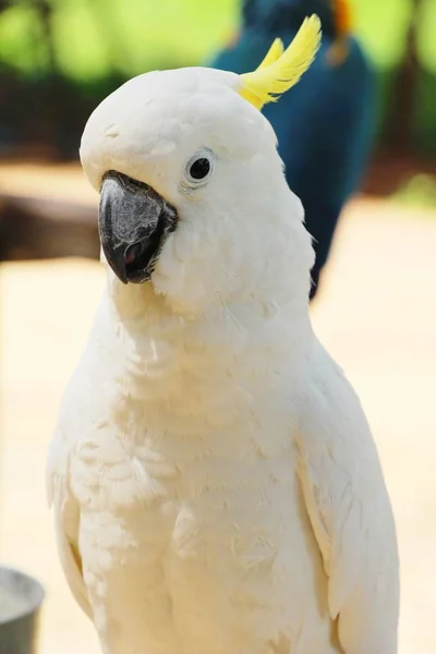 Papagaio pássaro Macore bonito no zoológico — Fotografia de Stock