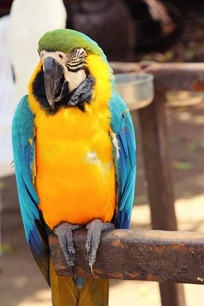 Макоре папуга красива в зоопарку — стокове фото
