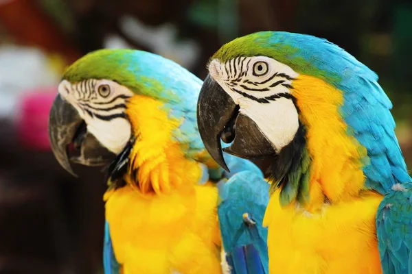 動物園で美しい Macore 鳥オウム — ストック写真