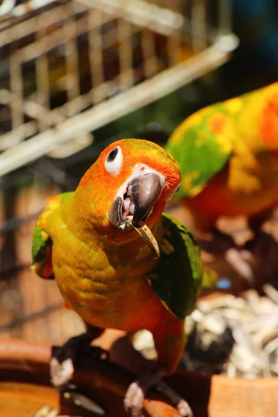 Papuga ptak Macore piękne w zoo — Zdjęcie stockowe