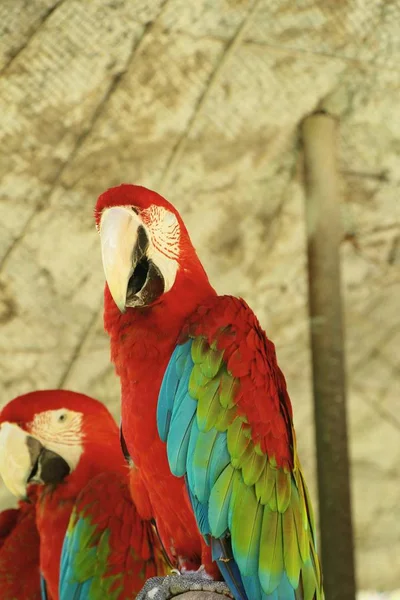 動物園で美しい Macore 鳥オウム — ストック写真