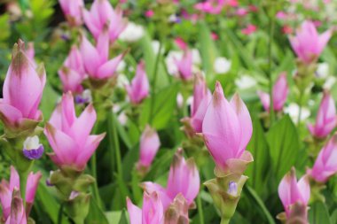 Doğa ile güzel pembe siam laleler