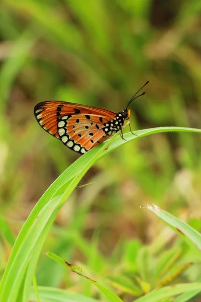 Mariposa con la naturaleza — Foto de Stock