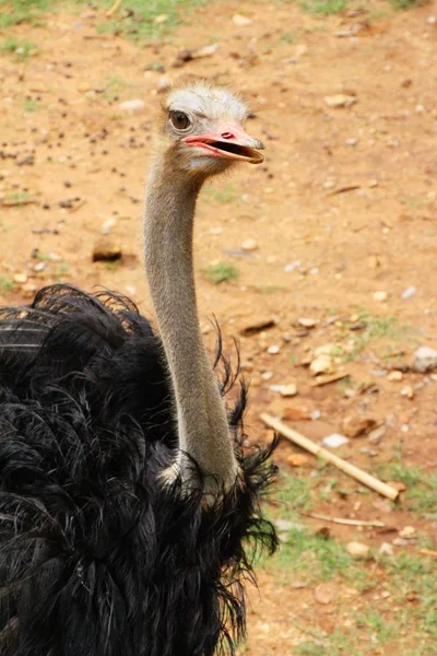 Struisvogel in de dierentuin — Stockfoto