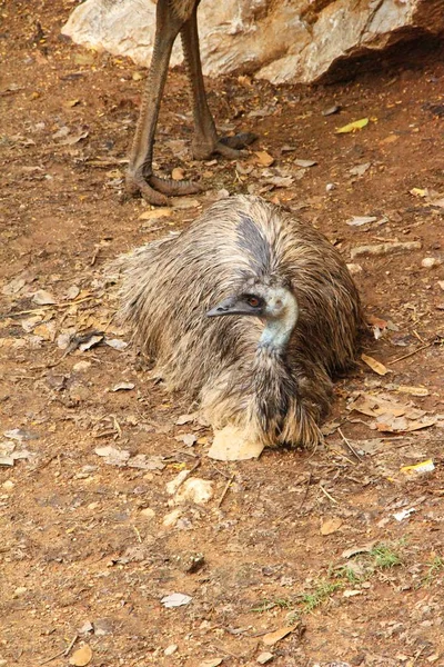Struisvogel in de dierentuin — Stockfoto