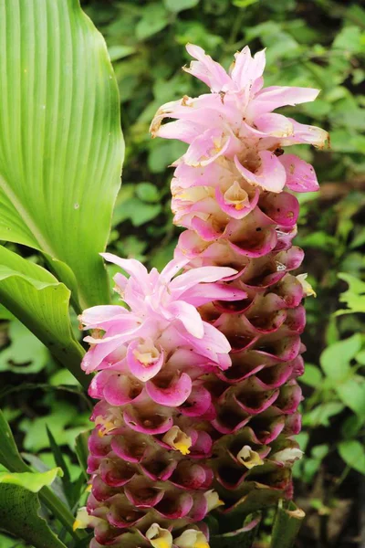 Pink ginger or zingiberaceae with the nature — Stock Photo, Image