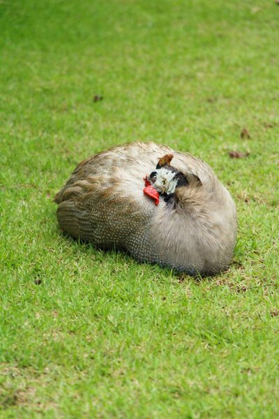Guineafowl with the nature