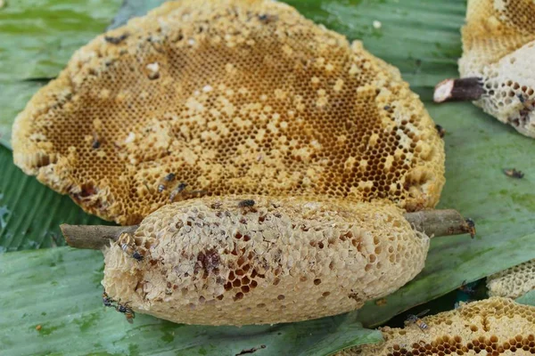 Goldene Wabe im Honig — Stockfoto
