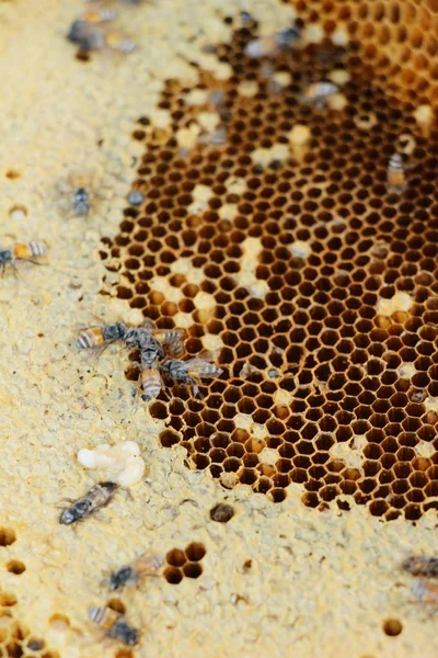 Favo de mel dourado no mel — Fotografia de Stock