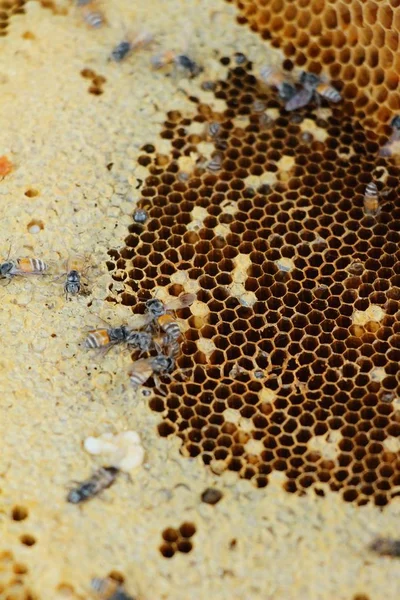 Gouden honingraat in de honing — Stockfoto